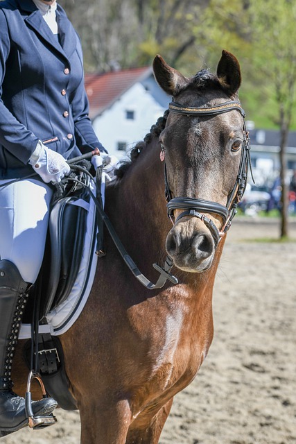 他们可能将 他们可能将