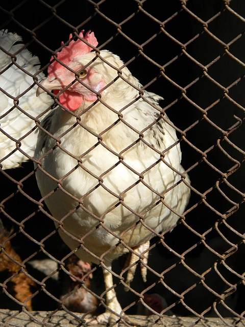 改进自己的 改进自己的